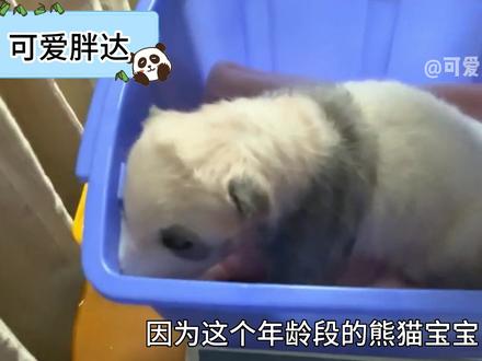 保育员给熊猫宝宝称重,小家伙恨不能在箱子里来一个鲤鱼打挺! #熊猫 #大熊猫 #熊猫宝宝 #来这吸熊猫