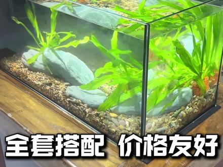 李哥预算100还想买个过滤好的60缸? 星畅这款桌面侧滤溪流缸真的可以!过滤效果好!价格也便宜!随便造景都好看!#鱼缸 #溪流缸 #星畅鱼缸 #新手养鱼