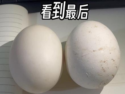 简单辨别鸭蛋和鹅蛋的区别#鹅蛋 #源头好货 #新农人计划2023 #健康绿色食品 #营养又健康