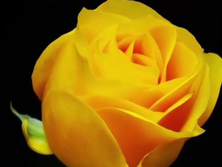 近日,新品黄月季命名为“文秀”,云南农科院将其入选巾帼英雄系列,以花之名致敬时代楷模