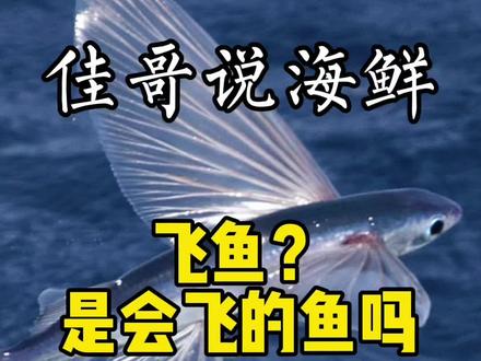 流言蜚语=六眼飞鱼#抖音美食 #海鲜 #神奇动物在抖音 #飞鱼 #冷知识
