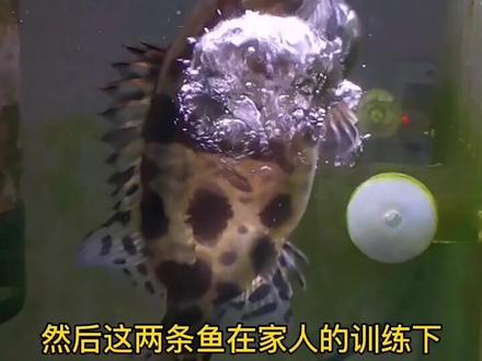 看着水挺脏,但鱼长得挺好,据说油膜是硝化细菌的尸体,请高手解惑#养鱼 #鳜鱼 #宠物