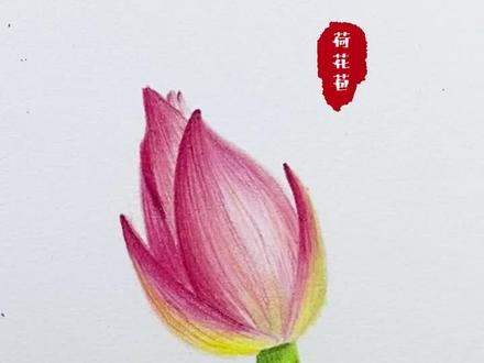 有手就会的彩铅荷花画法~#画画 #彩铅 #手绘 #画渣 #素描