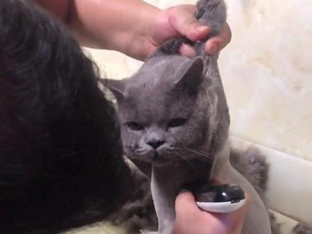 猫咪要不要剃毛? #新手养猫 #养猫人 #科学养宠攻略