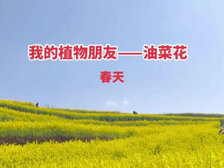 三年级下册第一单元《我的植物朋友》作文范文|五感法写油菜花,收藏给孩子参考。
