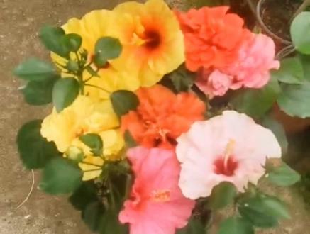 丹麦木槿养护简单,木本植物,喜欢疏松土壤,喜水喜肥#养花小知识 #丹麦木槿#花卉绿植