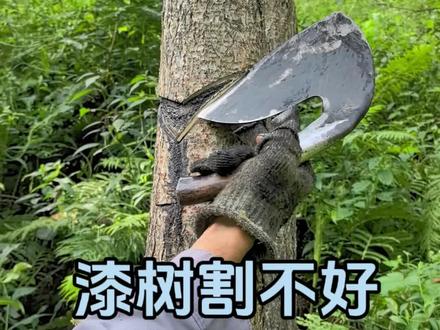 漆树割不好就容易割死#漆树图片