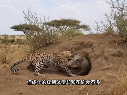 疣猪被鬣狗和花豹撕开了皮裤露出了大腿 #动物世界 #动物纪录片 #动物解说