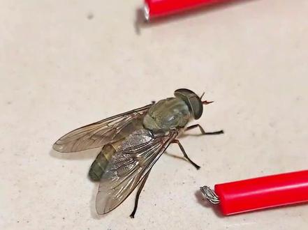 一口气带你了解10种昆虫#科普