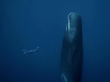 抹香鲸为什么倒立睡觉?在海底看到这一幕,千万不要乱动 #抹香鲸 #中视频拉力赛 #科普一下 #硬核知识局