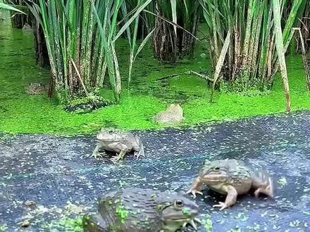 虎纹蛙,办特殊养殖许可证可以养。