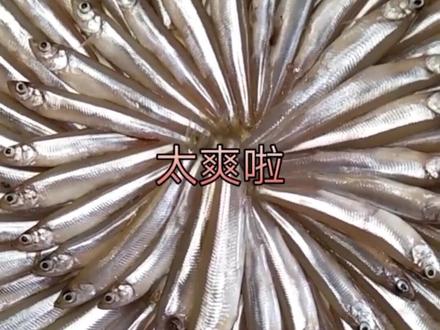 #红烧麻辣小白条
#小杂鱼 #橱窗有售
小鱼吃起来才醉仙美