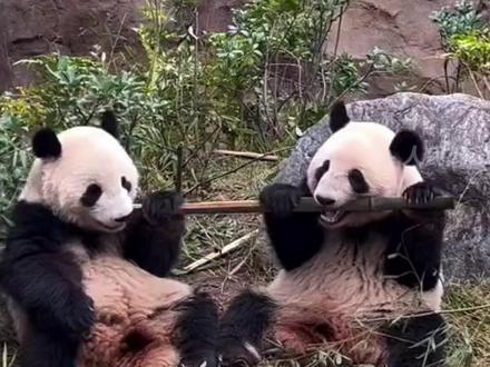 最后2只旅日大熊猫即将回国!日本,马上要没有大熊猫了!