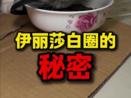 伊丽莎白圈的秘密 #养猫知识 #伊丽莎白圈 #猫