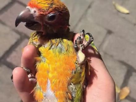 鹦鹉腹水#鹦鹉#鹦鹉小白 #鹦鹉日常