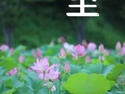 #夏至#24节气 夜最短、昼最长,习俗:吃面,养生宜食苦#昼长夜短#夏至面#夏天#炎热夏季#朗诵#民俗传统