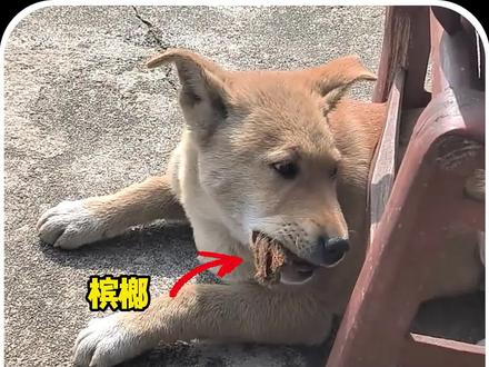 果然是一方水土养一方狗啊,一只只能听懂上海话的边牧犬! #狗狗的迷惑行为 #狗子成精了 #边牧 #宠物
