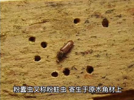粉蠹虫防治有效的方法#创作灵感 #虫害防治#消杀培训 #木材害虫 #白蚁