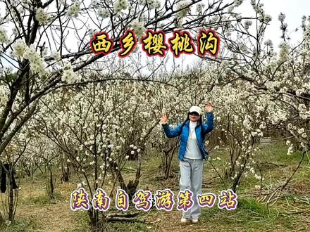 西安出发自驾游陕南,3月12日下午打卡西乡樱桃沟,现正值盛花期 #自驾游风景 #汉中盆地风光 #樱桃沟开花季 #山水如画 #旅游记录