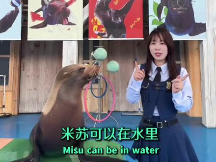 米苏可以在水下憋气多久呢?今天安娜科普小课堂继续给大家科普冷知识哦!#真实生活分享计划 #科普 #科普知识 #冷知识 #米苏不酥