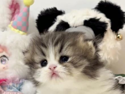 得劲魔法!得劲魔法!!#小奶猫成长记 #萌宠出道计划