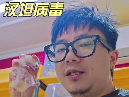 汉坦病毒弄的养鼠人人心惶惶!甚至好多家养仓鼠被丢弃垃圾桶旁 #汉坦病毒 #仓鼠金丝熊 #养鼠人 #花枝鼠 #新手养鼠
