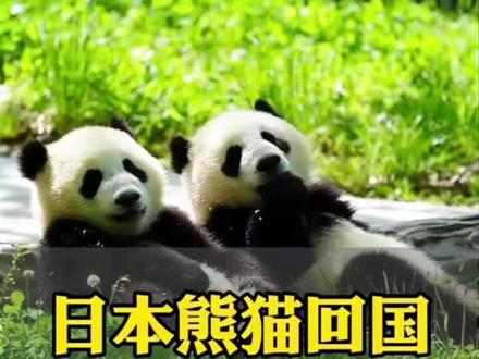日本熊猫回国万人泪送,印度全网狂欢:我们机会来了?想得美!#优质创作者伙伴计划 #创作者中心 #创作灵感 #熊猫