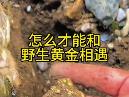 找到金窝子的几个方法#淘金 #灵作银饰 #狗熊爸 #黄金 #金矿