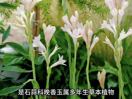 你知道晚香玉有多香吗?
每天认识一种植物
第127集| 晚香玉,是石蒜科晚香玉属多年生草本植物。花语:危险的快乐