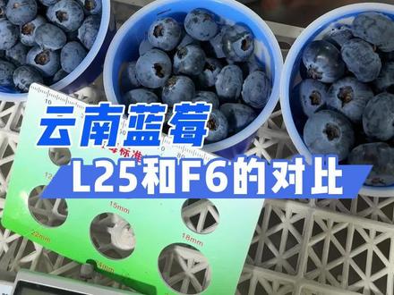 #上热门 这个视频教会你这个区别L25和F6⚠️
蓝莓F6和L25是两个备受欢迎的南高丛蓝莓品种,它们在口感、种植难度和果实特性上有显著区别。简单来说,L25是追求极致口感的“贵族”品种,而F6是更皮实、丰产的“大众”选择。#速鲜达云果产业园 #优质农产品 #我为家乡农产品代言 #优质农产品