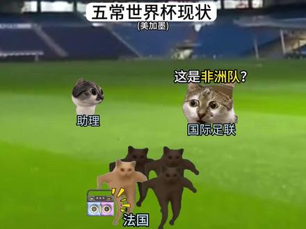五常世界杯现状 #猫meme #搞笑 #世界杯