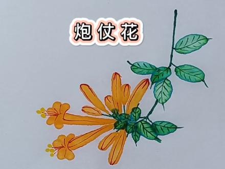 画一串红红火火的炮仗花,喜庆吉祥,简单有趣,赶紧试试吧!#萌知计划 #趣味画炮仗花 #零基础学画画 #学前教育 #育儿@抖音青少年
