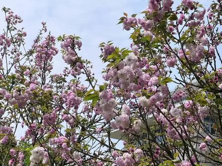 编辑过的苹果照片恢复实况效果
#快捷指令 #实况