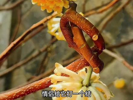 结香花语:今日既结良缘,执手共度此生。
借着这一树结香花,祝你美梦成真,吉祥如意,好运连连。#结香花#花卉绿植#种草#植物科普#治愈系