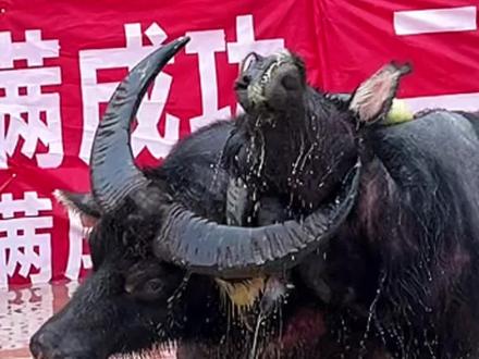 高质量斗牛,水中激战,双方不相上下#传统斗牛文化 #乡村斗牛 #斗牛爱好者