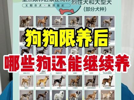 狗狗限养后,哪些狗还能继续养? #养狗经验分享 #养狗人 #禁养犬种 #养宠进阶指南