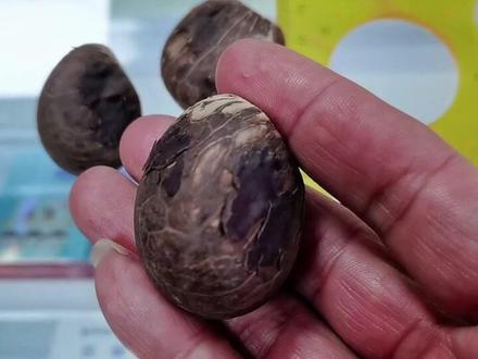 #盘它 #文玩 有点无聊来说点真话,希望看直播买东西的朋友都多动动脑子。