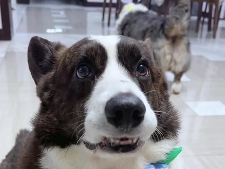 小狗的爱永远单纯,一定不要欺骗它们❤#小狗日记 #卡迪根威尔士柯基 #狗狗治愈心灵