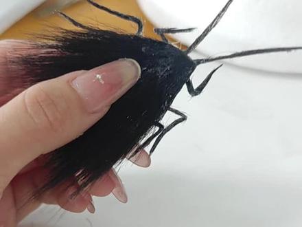 单主,你的螂来啦 #毛娘 #广东蟑螂 #cos假发 #啵酱 #cosplay 假发造型