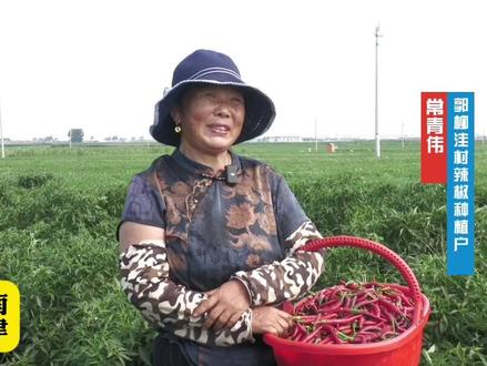 司寨乡郭柳洼村500亩辣椒丰收啦!亩产4000-6000斤,不仅鼓了种植户的钱袋子,也为附近村民提供了灵活就业的机会。#辣椒种植 #乡村振兴