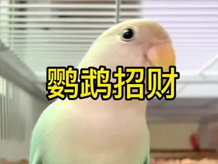 养鹦鹉能招财?#招财#鹦鹉招财