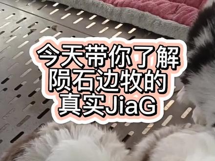 智商第一的小边牧#陨石边牧 #边境牧羊犬 #雪纳瑞