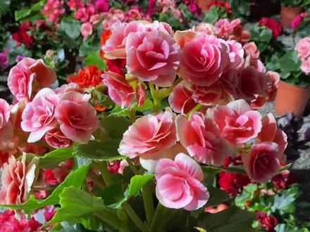 教大家怎么把花养爆盆,喜欢的花友点个关注吧#抖音助农 #花卉绿植 #一花一草一世界 #养花小知识