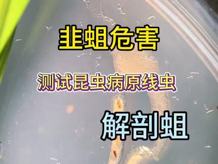 第三集|昆虫病原线虫防治韭蛆后续——解剖韭蛆,一遍看过瘾#韭蛆#韭菜#线虫#生物防治#蛆虫