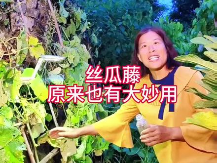 丝瓜藤接水,我奶奶那一辈人就知道用来护肤了,还有被蚊虫蚂蚁叮咬,也是点这个水#一日一植物 #丝瓜藤滋水