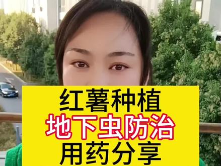 红薯种植地下虫防治用药分享#红薯种植 #病虫害防治 #病虫害防治用药方案 #红薯高产种植 #红薯高产