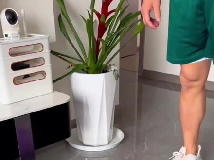 #白动回弹四轮健腹轮 锻炼肚子 自动回弹卷腹轮 练腹肌器 运动健身器材 #自动回弹健腹轮 #腹肌马甲线 #健腹轮#居家健身@DOU+小助手 @巨量千川