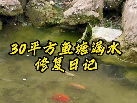 20年水泥鱼池漏水修复全流程! 20年水泥鱼池漏水修复全流程!防水层老化,池壁裂缝是主要问题,通过基面处理,全涂防水,彻底解决漏水问题#鱼池防水 #防水补漏 #防水知识分享