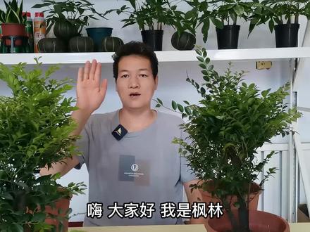 不怕“小叶紫檀”价钱贵!就是担心“养不好”网友:养护方案在这#小叶紫檀 #担心 #怕 #网友 #养护 #方案