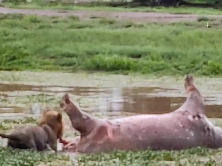 雄狮被河马崩了一脸奥利给#动物世界